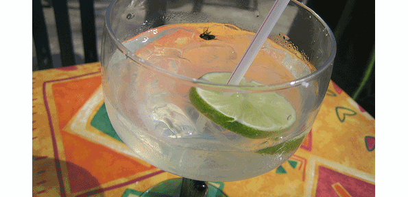 drunk_fly.gif