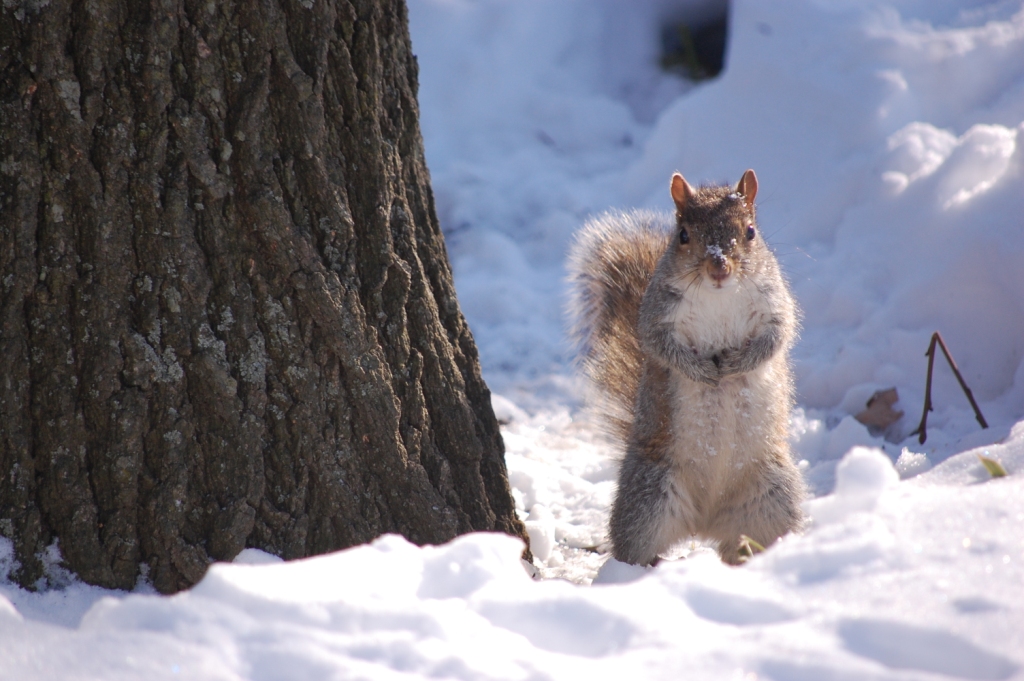Kristin Stadum - Squirrel